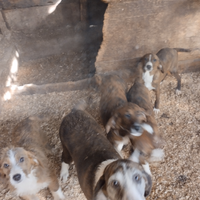 Cuccioli segugio maremmano