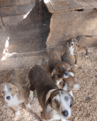 Cuccioli segugio maremmano