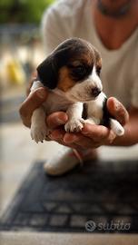 Beagle