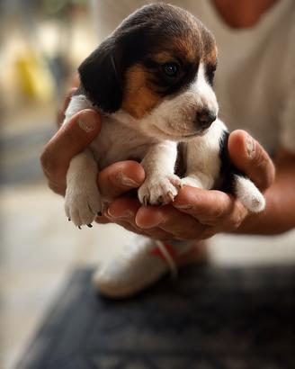 Beagle