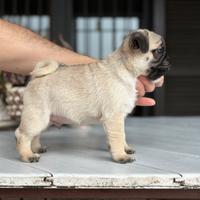 Cuccioli maschio carlino con pedigree