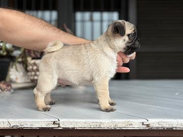 Cuccioli maschio carlino con pedigree