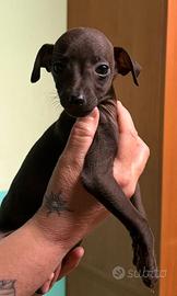 Piccolo levriero italiano