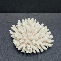 🐚 Corallo bianco naturale decorativo 715 grammi 