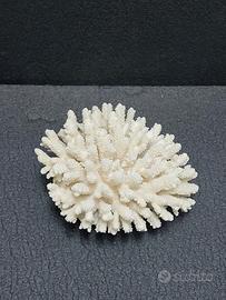 🐚 Corallo bianco naturale decorativo 715 grammi 