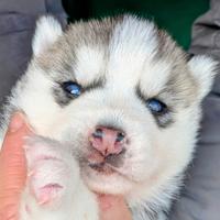 Cuccioli di Siberian Husky
