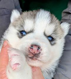 Cuccioli di Siberian Husky
