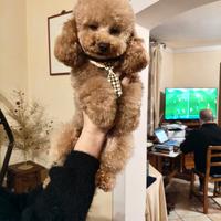 Accoppiamento barboncino