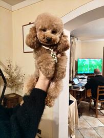 Accoppiamento barboncino