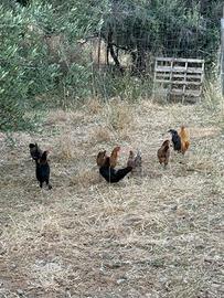 Galline