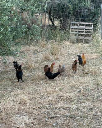 Galline