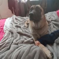 Simba in cerha di una casa