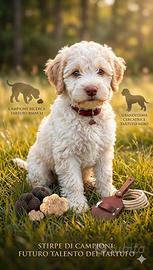 Splendida cucciola di Lagotto 3 mesi