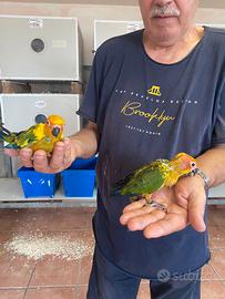 Pappagalli Conuri del sole Baby