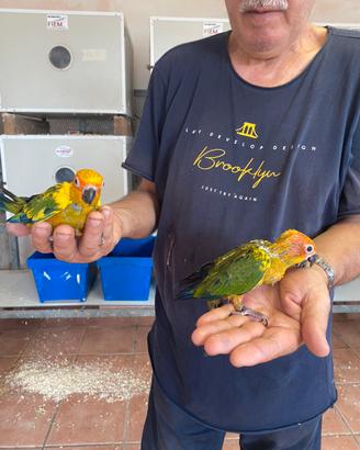 Pappagalli Conuri del sole Baby