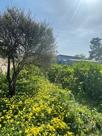 Casa campidanese con ampio giardino