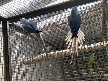 Parrocchetti ed inseparabili