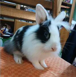 Coppia conigli nani testa di leone