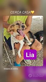 Cagnolina taglia piccola