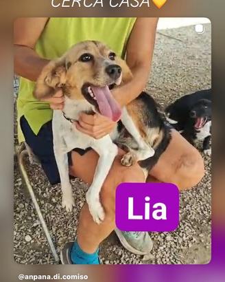 Cagnolina taglia piccola