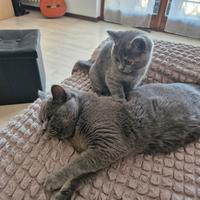 British femmina cucciola