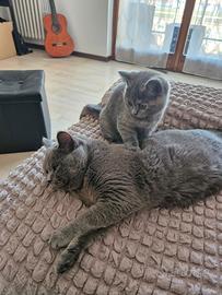 British femmina cucciola