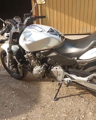 Honda hornet