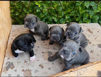 Cuccioli bulldog francese