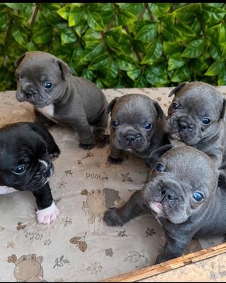 Cuccioli bulldog francese