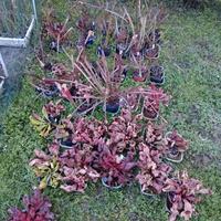 Divisioni Sarracenia piante carnivore