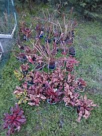 Divisioni Sarracenia piante carnivore