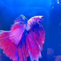 Betta show