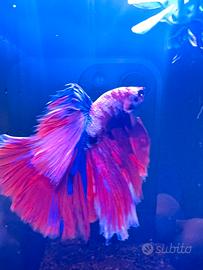Betta show
