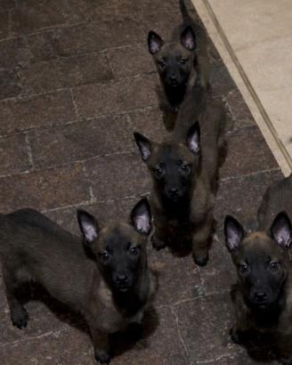 Cuccioli di pastore belga Malinois
