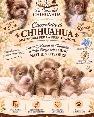 Cuccioli chihuahua lilac