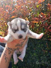 Cuccioli di Siberian Husky