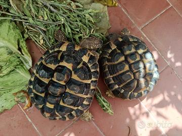 Una famiglia che le curi e con giardino 