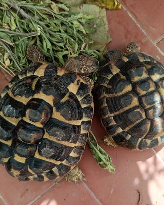 Una famiglia che le curi e con giardino 