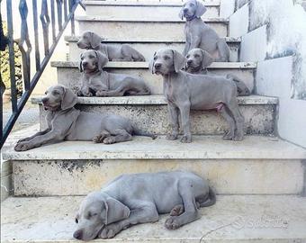 Bracco weimaraner