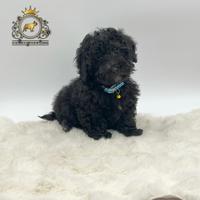 Stupendo maschietto Barboncini Black