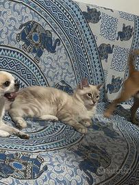 Cuccioli ragdoll 5 mesi disponibili
