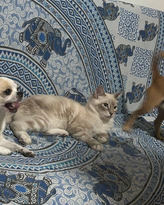 Cuccioli ragdoll 5 mesi disponibili