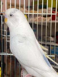 Cocorite