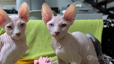 2 Gattini  Canadian Sphynx con PEDIGREE