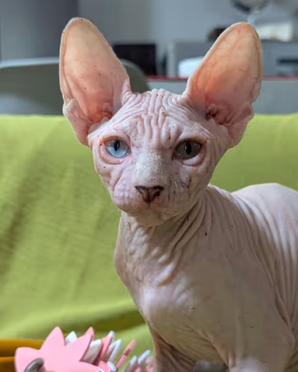 2 Gattini  Canadian Sphynx con PEDIGREE