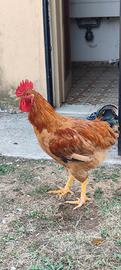3 gallo disponibile
