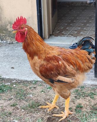 3 gallo disponibile