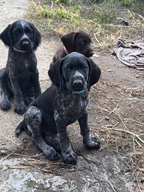 Cuccioli di Drahthaar con Pedigree