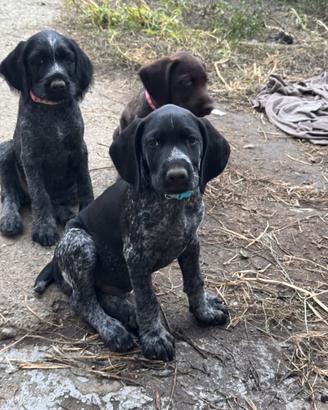 Cuccioli di Drahthaar con Pedigree