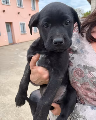 Cuccioli cane corso/pastore malinois